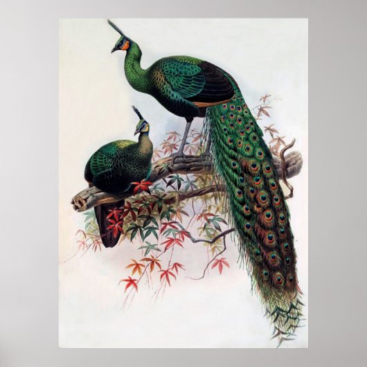 Poster Paon vert, Pavo muticus, 1872 monographie de Pha (Devant)