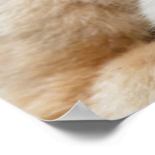 Poster Papa singe à nez doré avec bébé (Coin)