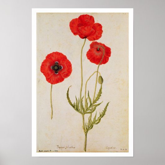 Poster Papavar rhoeas, c.1568 (Devant)