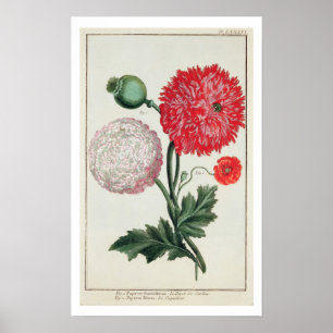 Poster Papaver somniferum and Papaver rheas engraved by G