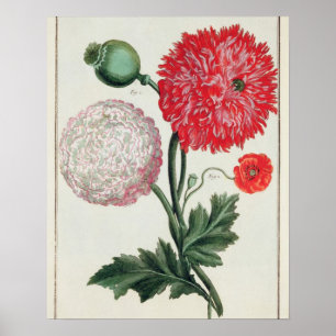 Poster Papaver somniferum et Papaver rheas gravés par G