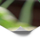 Poster papavercapsules (Hoek)