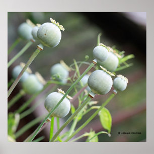 Poster papavercapsules