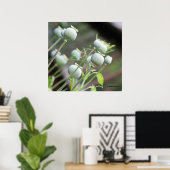 Poster papavercapsules (Thuiskantoor)