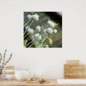 Poster papavercapsules (Keuken)