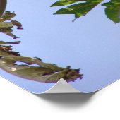 Poster Papaya Tree (Coin)