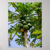 Poster Papaya Tree (Devant)