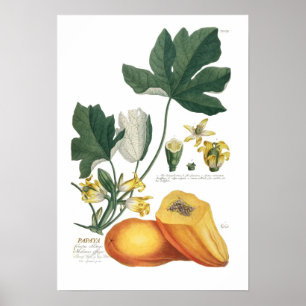Poster Papaye