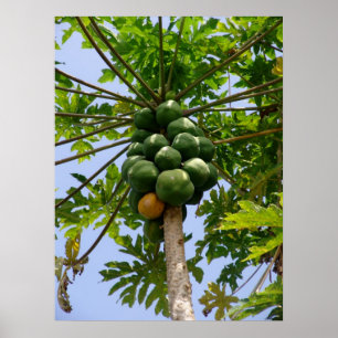 Poster Papayer