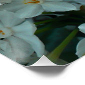 Poster Paperwhite Narcissus Fleurs blanches délicates (Coin)