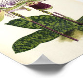 Poster Paphiopedilum lawrenceanum (Coin)