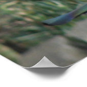 Poster Papier à cacahuètes (Coin)