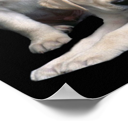 Poster Papier à puce Labrador Retriever (Coin)