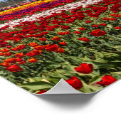 Poster Papier-affiche pour tulipes de printemps (Matte) (Coin)