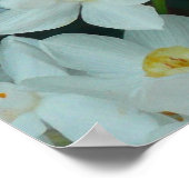 Poster Papier blanc Narcissus Imprimer (Coin)