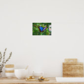 Poster Papier bleu Morpho Papillon toile Imprimer (Cuisine)