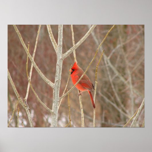 Poster Papier cardinal masculin (Devant)