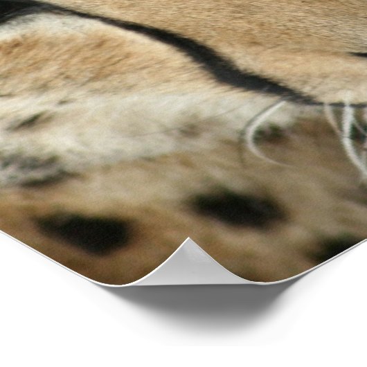 Poster Papier Cheetah (Coin)