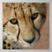 Poster Papier Cheetah (Devant)