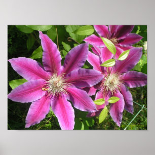Poster Papier Clematis rose