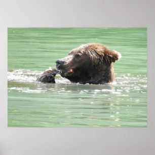 Poster Papier d'affiche 28x20 (Matte) avec ours grizzli