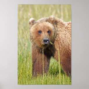 Poster Papier d'affiche 8x12 (Matte) de grizzli