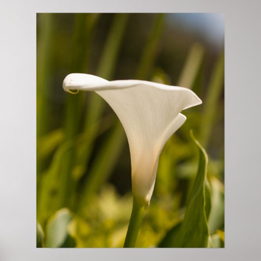 Poster Papier d'affiche à fleurs blanches (mat) (Devant)