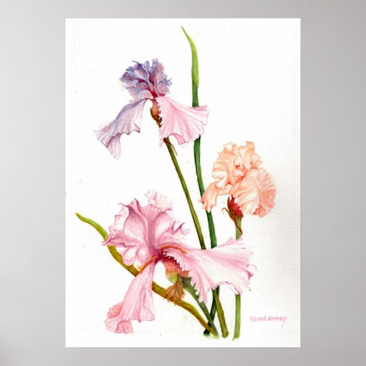 Poster Papier d'affiche à trois Pastel Irises (Matte) (Devant)