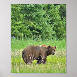 Poster Papier d'affiche de valeur 8x10 (Matte) avec ours 