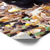 Poster Papier d'affiche de valeur photo de chat noir d'au (Coin)