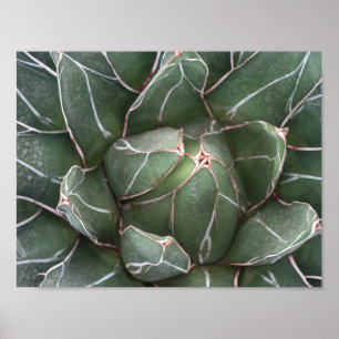 Poster Papier d'affiche de valeur Plante Succulent (Matte