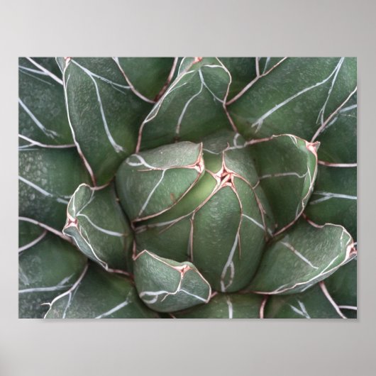 Poster Papier d'affiche de valeur Plante Succulent (Matte (Devant)