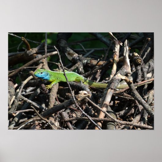 Poster Papier d'affiche Green Lizard Photo Value (Devant)