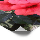 Poster Papier de l'affiche de valeur des fleurs roses (Coin)