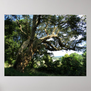 Poster Papier de l'affiche Vieux Arbre Photo Valeur (Matt