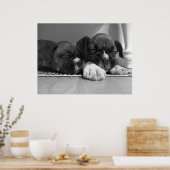 Poster Papier de toile pour chiots de boîte à couchage (Cuisine)