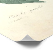 Poster Papier en toile Camelia (Coin)
