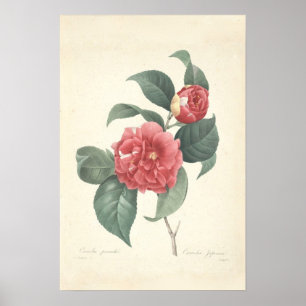 Poster Papier en toile Camelia