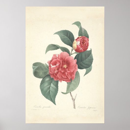 Poster Papier en toile Camelia (Devant)