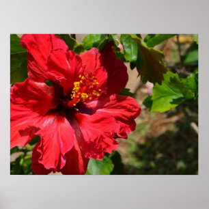 Poster Papier en toile Hibiscus rouge