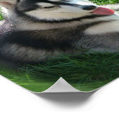 Poster Papier en toile Husky (Coin)