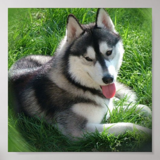 Poster Papier en toile Husky (Devant)
