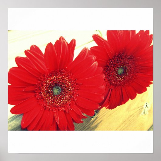 Poster Papier en toile rouge Gerberas (Devant)