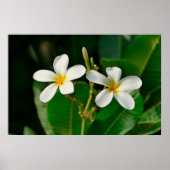 Poster Papier Frangipani blanc (Devant)