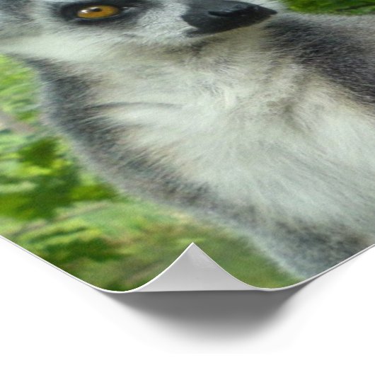 Poster Papier Lemur Madagascar (Coin)