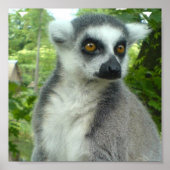 Poster Papier Lemur Madagascar (Devant)