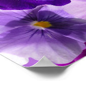 Poster Papier peint Pansy Flower (Coin)