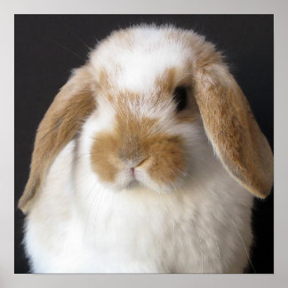 Poster Papier pour bébé Holland