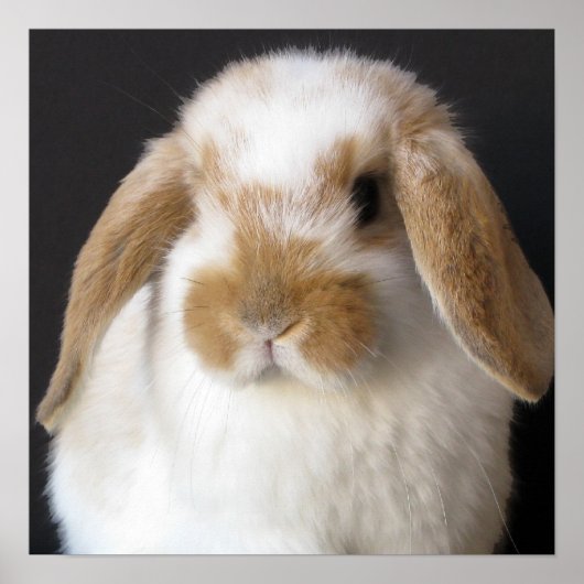 Poster Papier pour bébé Holland (Devant)