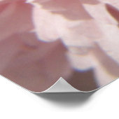 Poster Papier Pretty Pale Rose (Coin)